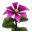 Růžová Orchidej