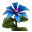 Modrá Orchidej