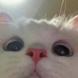 Uživatelský avatar
