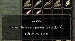 losos.jpg